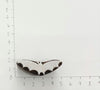 Small Bat