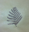 Indian Wooden Printing Block - Large Fern leaf